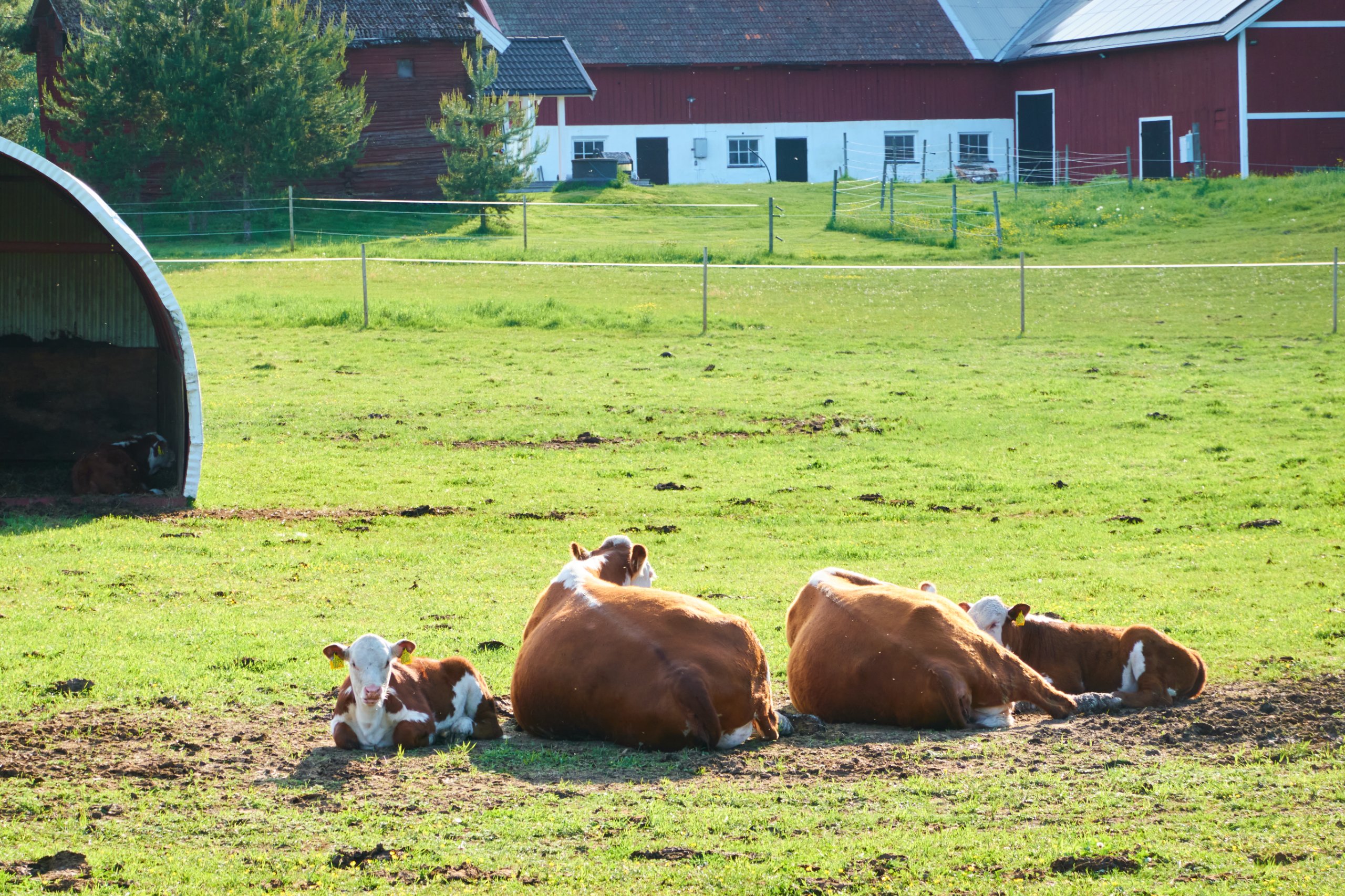 2024 05 24 Sverige 0118